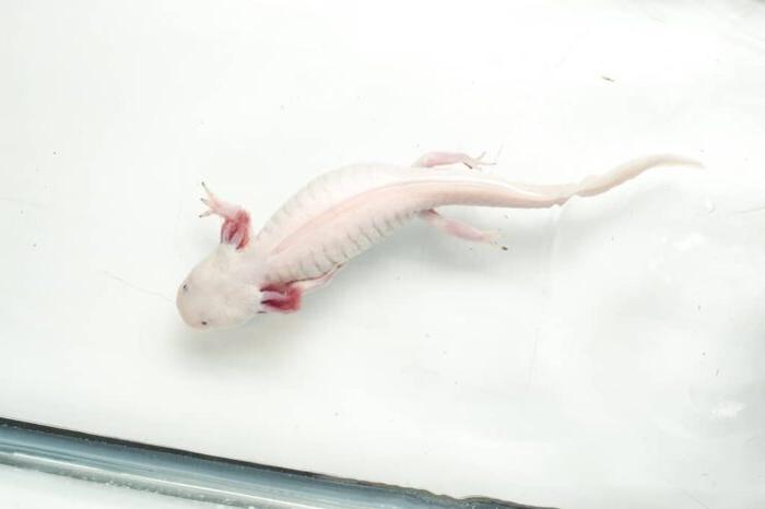 a white salamander swimming around.